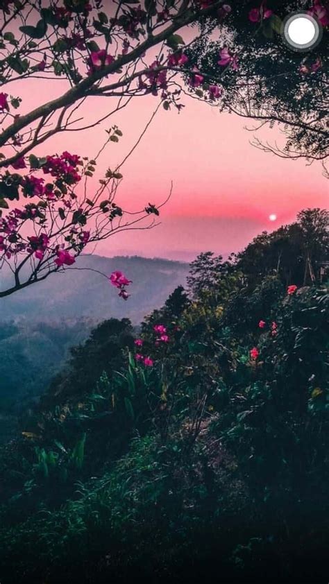 Download Mountain Forest With Pink Flowers Nature Aesthetic Phone ...