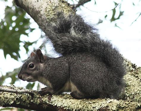 Western gray squirrel - Wikipedia