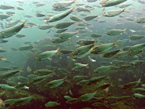 Overfishing menhaden is okay with Virginia - Fly Life Magazine