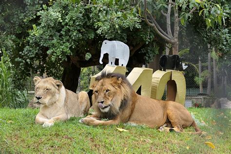 Wild times for Adelaide Zoo’s 140th birthday - Adelaide Zoo