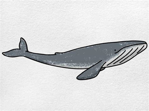 25 Easy Whale Drawing Ideas - How to Draw a Whale