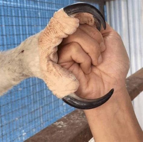 This is a comparison of an eagle claw to a human hand fist | Animals beautiful, Pet birds ...