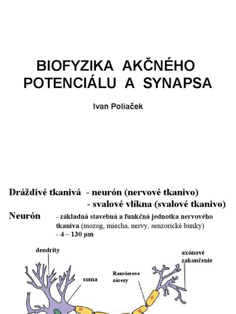 Akcny Potencial Synapsa Novy | PDF