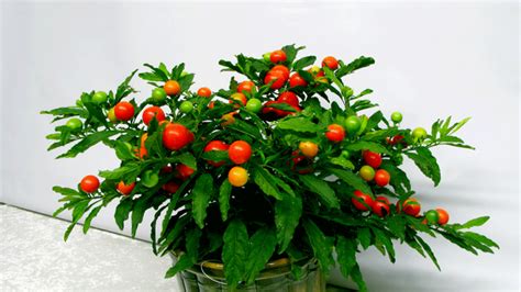 Solanum pseudocapsicum – VRT