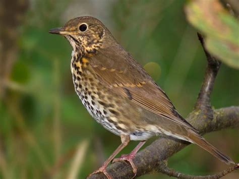 Mistle Thrush or Song Thrush: How to Tell the Difference? | Bird Fact