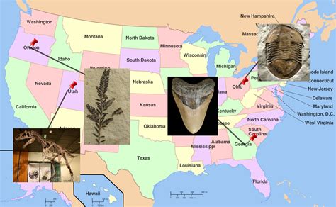 List of State Fossils - FossilEra.com