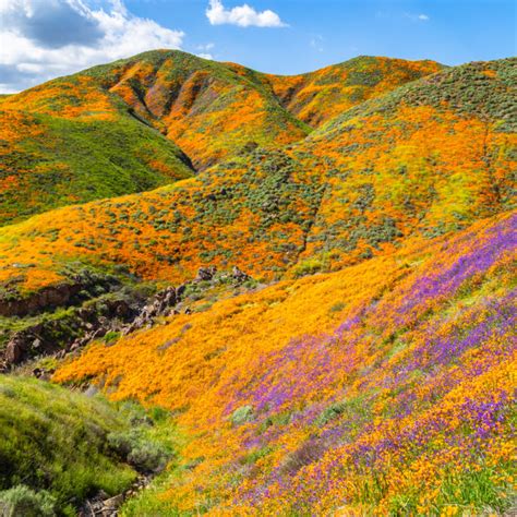 The-Best-National-Parks-To-See-The-Spring-Superbloom-This-Year-2 ...