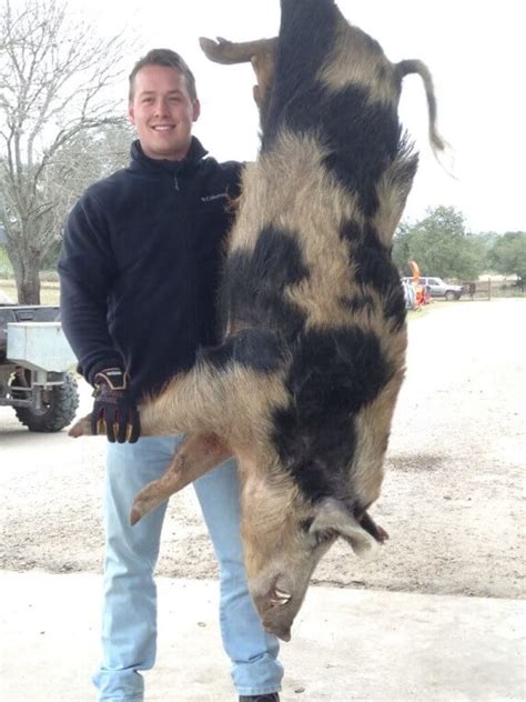 texas-hog-hunts - OX Ranch