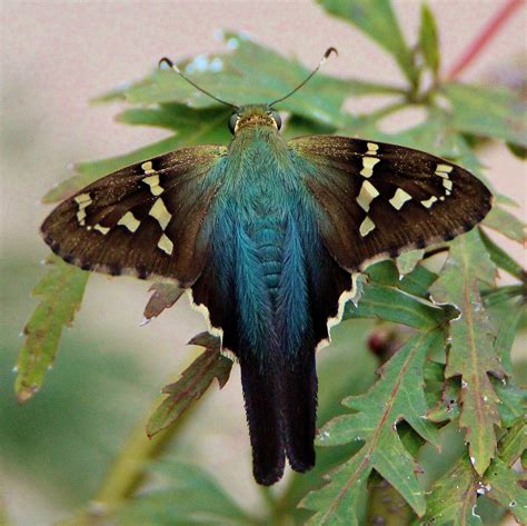 Long-tailed Skipper - Alabama Butterfly Atlas