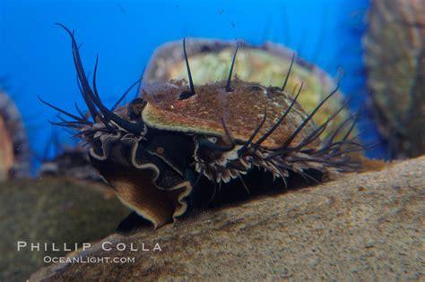 Juvenile red abalone, Haliotis rufescens photo, #08634