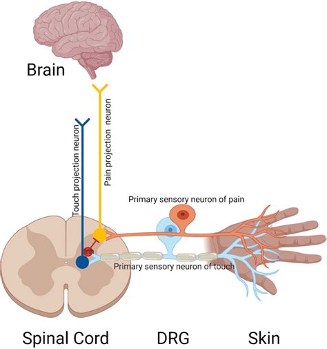 Pseudo-unipolar sensory neurons in the dorsal root ganglion project one... | Download Scientific ...