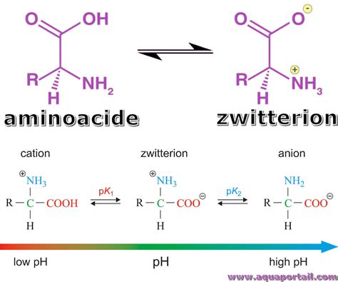 Zwitterion Definition And Examples, 48% OFF