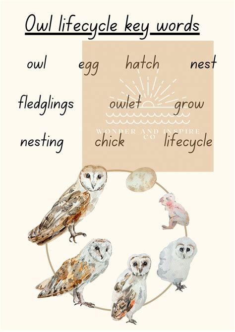 Owl lifecycle printable bundle EYLF homeschooling | Etsy