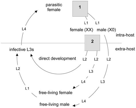 Strongyloides Stercoralis Life Cycle