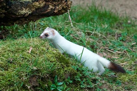 Stoat in its winter coat. Stoat that live further south often only get a patchwork of white ...