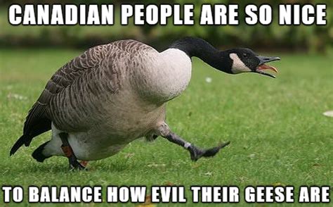 Funny Canada Goose Pictures - My Llenaviveca