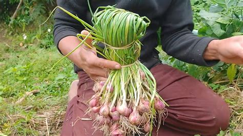 Shallots. Growing Shallot is easier than you think. - YouTube