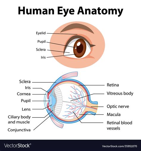 Diagram human eye anatomy with label Royalty Free Vector