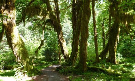 Temperate Rainforest | Defenders of Wildlife