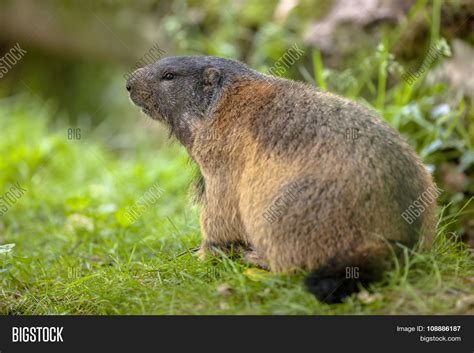 Alpine Marmot Habitat Image & Photo (Free Trial) | Bigstock