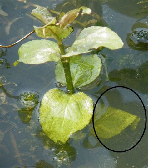 Fylde Amphibian & Reptile Group: Great Crested Newt eggs found