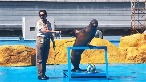 The Sea Lion Show at Manila Ocean Park - YouTube