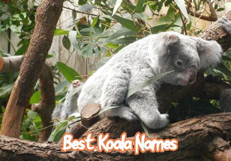 100+ Best Koala Names – Boy, Girl, Baby, & Cute Koala Names