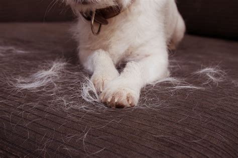 Dog Shedding: Why It Happens and When To Worry | Great Pet Care - We Are The Pet