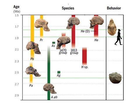 Scientists revise timeline of human origins | Human evolution, Human species, Hominid