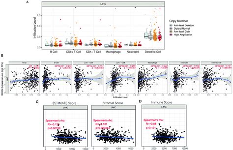 Correlation between RBM34 and immune cell infiltration in HCC. (A)... | Download Scientific Diagram