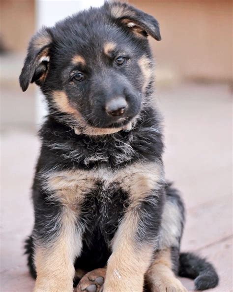 Lilly- German Shepherd dog at 6 weeks old. Gsd puppy Black and Tan | German shepherd puppies ...