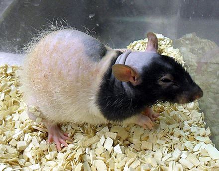 Laboratory rat - Wikipedia