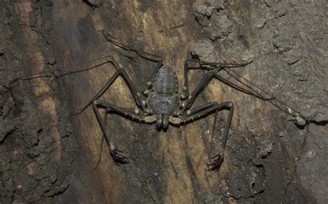 Tailless Whip Scorpion Care (Amblypygi) - The Spider Blog