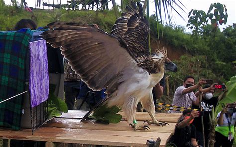 Philippine Eagle Hunting Monkey