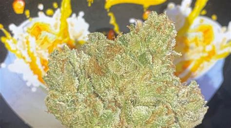 Strain Review: Orange Soda by Team Elite Genetics - The Highest Critic