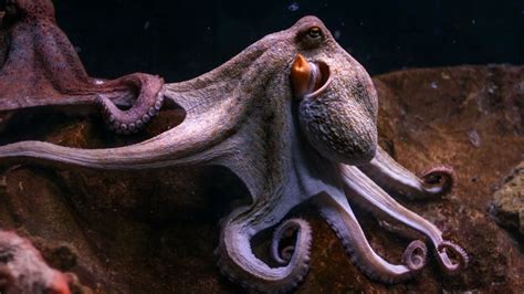 Smallest Octopus In The World