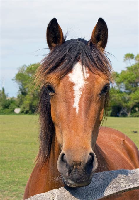 Horse Free Stock Photo - Public Domain Pictures