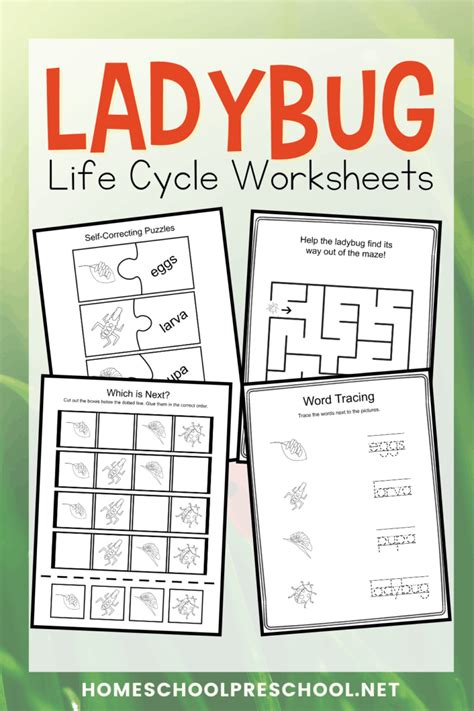 Printable Ladybug Life Cycle for Kids Worksheets