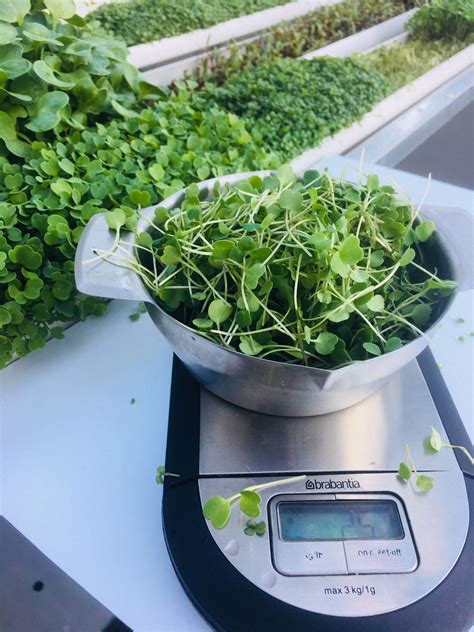 #microgreens 25- 35 grams for every 10cm on our micogreens NFT profiles ...