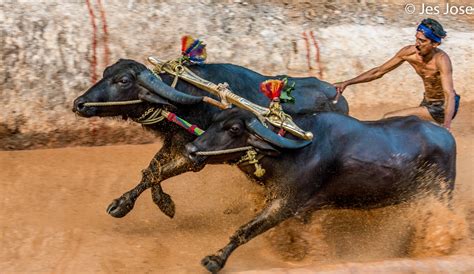 mangalore kambala(buffalo race) | mangalore kambala(buffalo … | Flickr