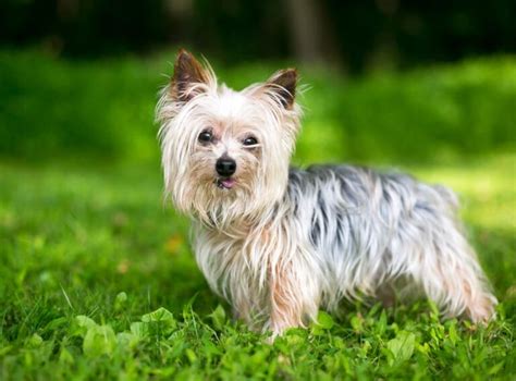 Yorkie Coat Colors - A Guide to the Yorkshire Terrier Coat Coloring ...