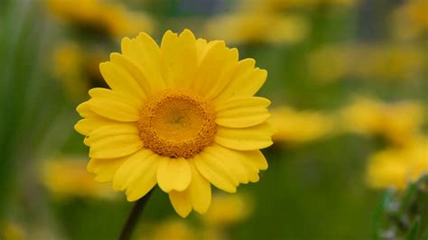 Free photo: Yellow Daisies - Daisy, Flower, Fragrance - Free Download - Jooinn