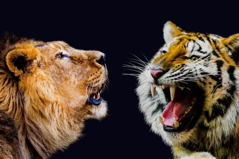 Lion vs Tiger - a comparison | size, habitat, conservation, etc