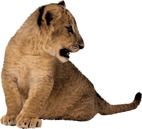 Lion Cub PNG Transparent Images