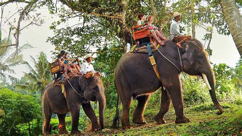 Bali Elephant Ride Tour | Waisnawa Tour