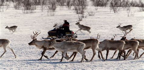 The Sámi people want Sweden to protect its reindeer. Here’s why | World Economic Forum