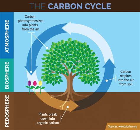 Photosynthesis – the true source of soil carbon – Trace and Save