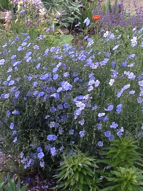 Beautiful blue flax in bloom. | Flax flowers, Flower meanings, Flowers