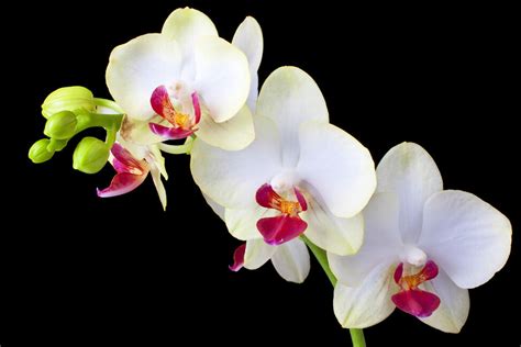 White Orchids on Black Background - Wall Mural & Photo Wallpaper ...