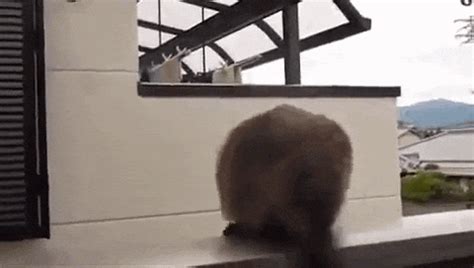 Cat Jump Fail GIF - Find & Share on GIPHY